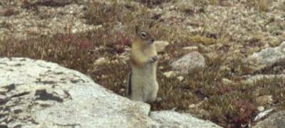 ground squirrel